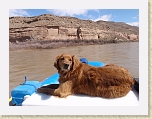 WestwaterApr2009 014 * R-dog chillaxin' * R-dog chillaxin' * 2560 x 1920 * (1.1MB)